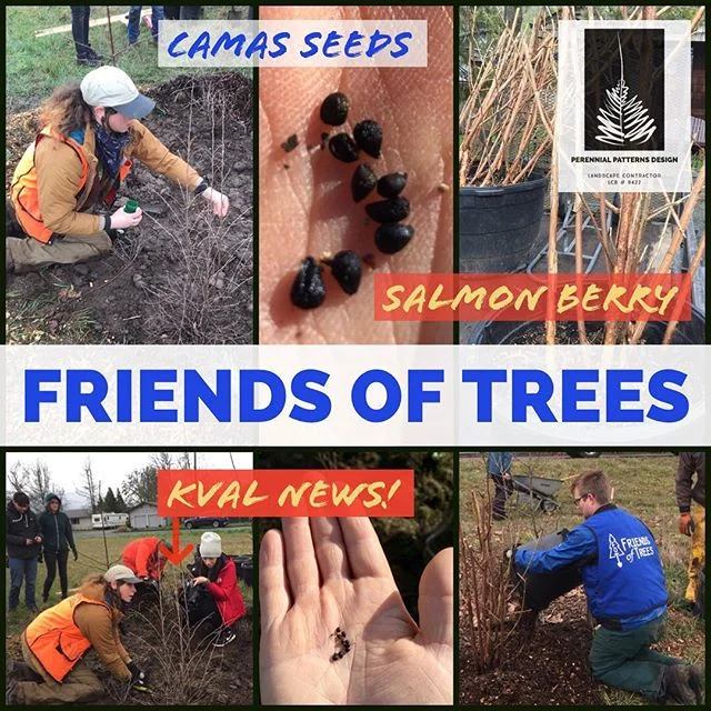 A couple of weeks ago I was able to salvage a few big native ferns 🌿that were being thrown away.  I traded the ferns to a client for some big bareroot Salmonberry shrubs 🌳which they did not want anymore. Now as of this Saturday morning, the Salmonb
