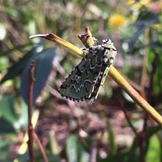 Tha Scribbler Moth (Cladara limitaria) chowing on Kalmia Mountain laurel #cladaralimitaria #kalmia #pnw #oregon