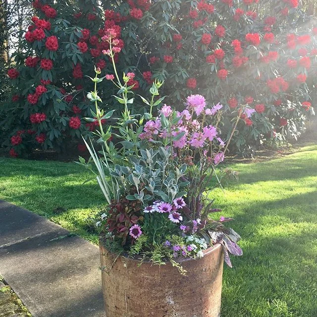 Spring cannot be contained! Or can it?? 🤔 Spring plants in containers at McKenzie View, 95% deer resistance (sorry pansies, you&rsquo;re just here for some color accents, then you&rsquo;re deer food) 🦌 #containerplanting #containergardening #pnw #l
