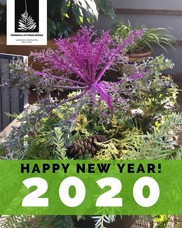 Happy New Year!
Evergreens, purple kale, and pine cones... now we just need a light dusting of snow!
#containergardening #landscapedesign #evergreens #kale #winter #newyear #2020