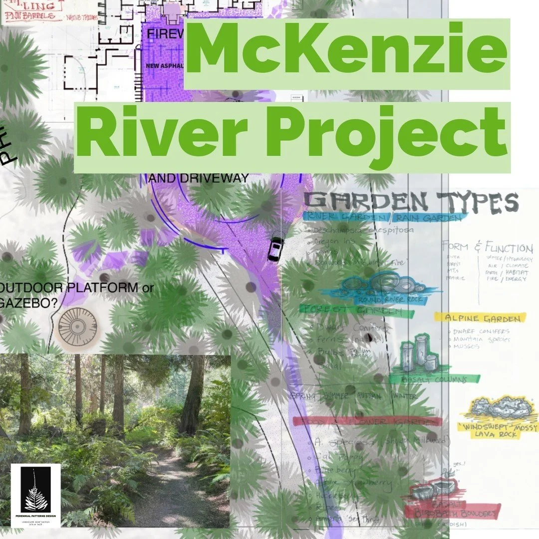 Project update on a McKenzie River property! We are now prepping for planting after completing hardscape elements, removing invasive plants and grading. 

Thanks to UO graduate student Steven Garcia for helping out on this project during our 2024 Per