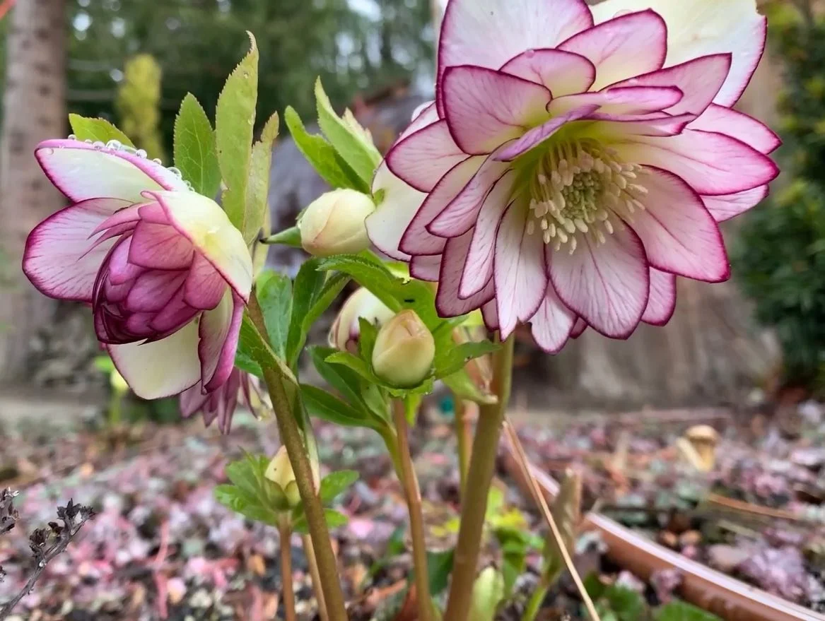 Hellebores bring the Winter COLOR! Some &lsquo;Fire and Ice&rsquo; Winter Jewels, and some other new hybrids. They will bloom into early spring and need very little care to thrive. Love &lsquo;em.  #helleborus #hellebore #hellebores #helleboreappreci