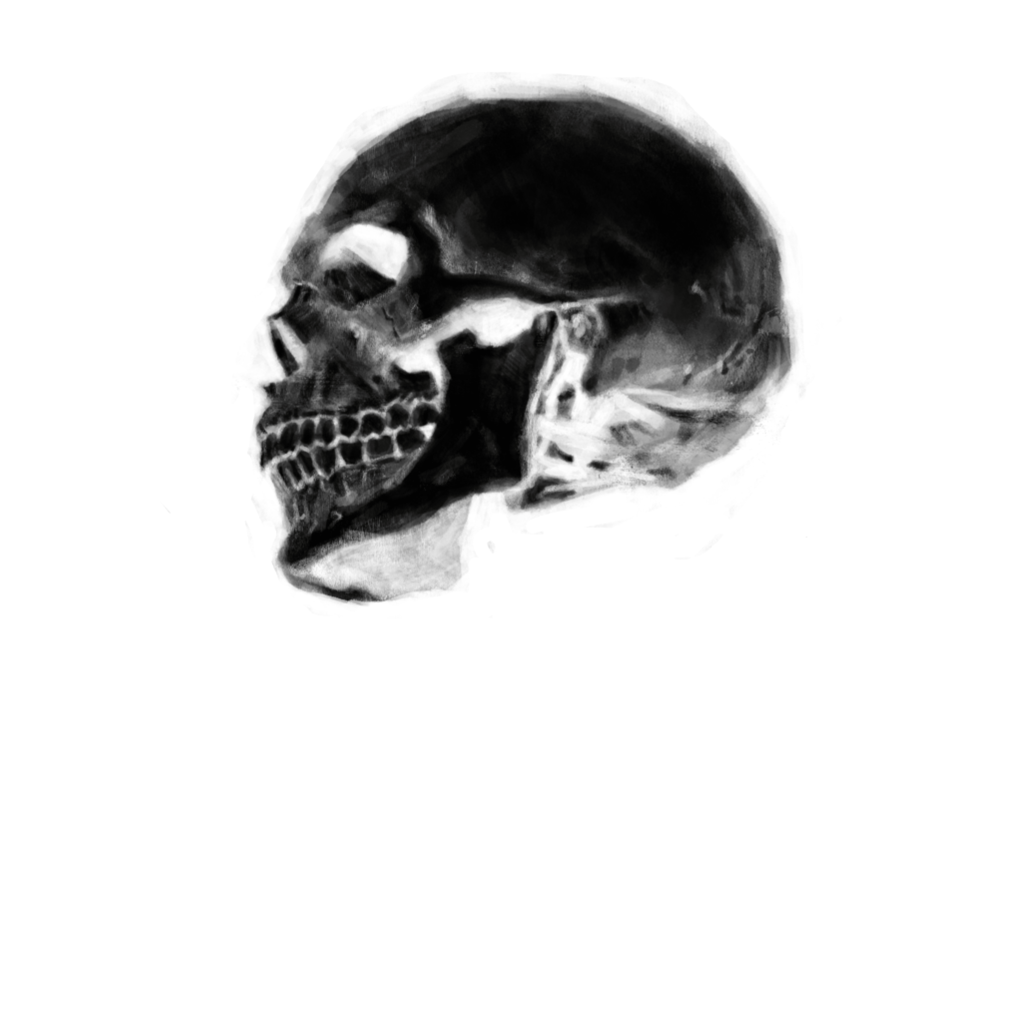 Side view of a human skull illustration with detailed bone structure.