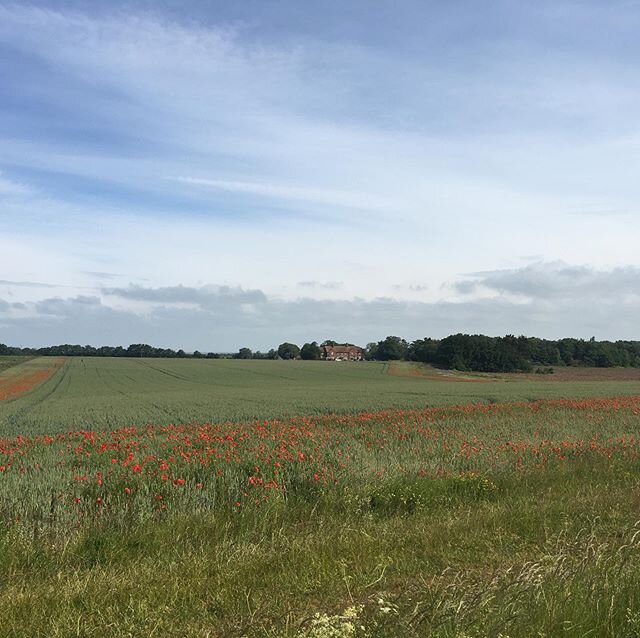 Today&rsquo;s abundance on a 40km bike ride. A field surrounded by poppies. Beautiful. .
.
#poppies #poppyfields #poppy #field #farm #inspuration #wheat #mindfulness #abundance #abundancemindset #countryside #landscape #countrylife #bikeride #exercis