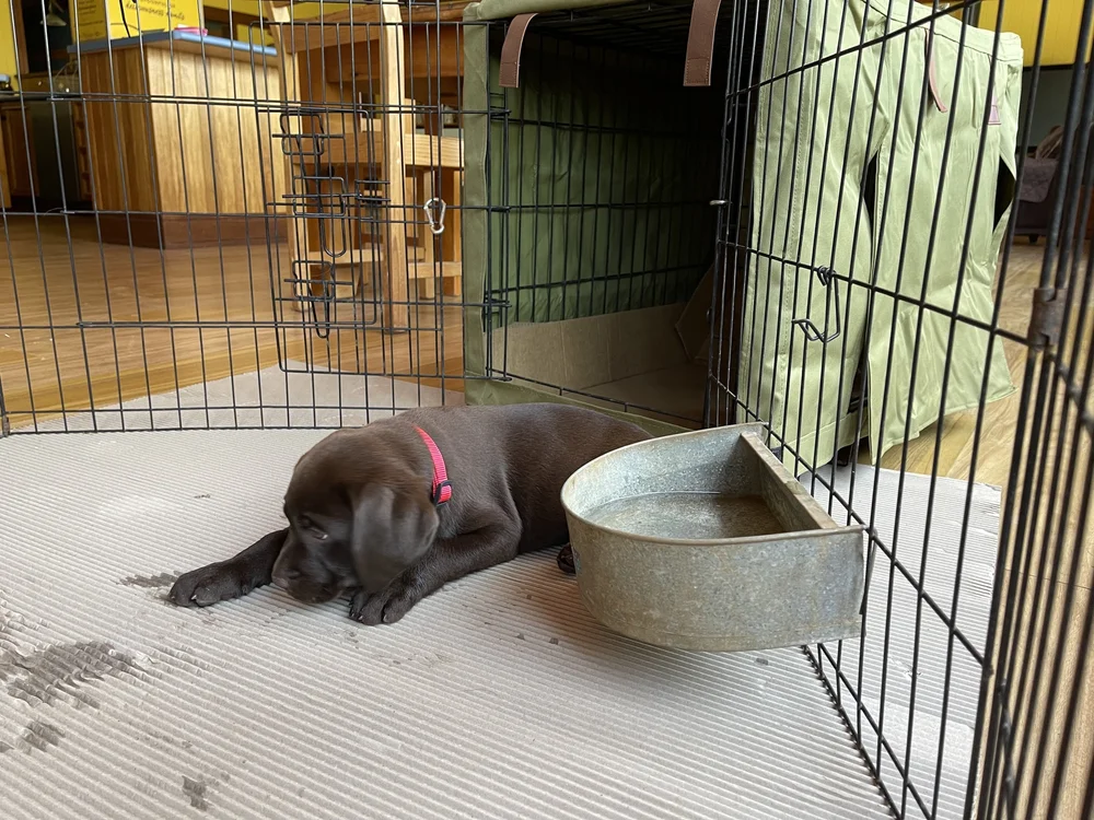 Can You Bring Your Dog Into Bunnings