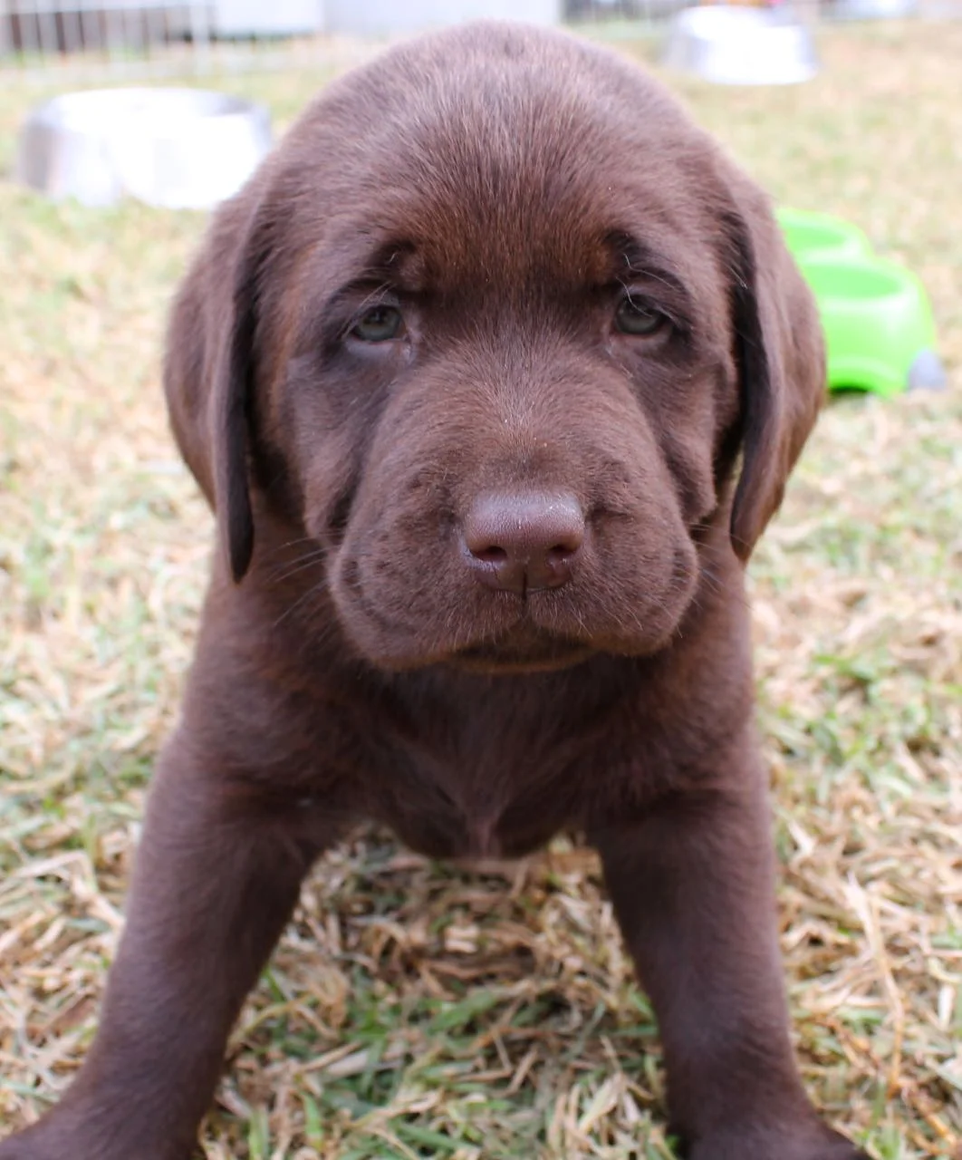 Tilly S Chocolate Puppies Pawling Labrador Breeders