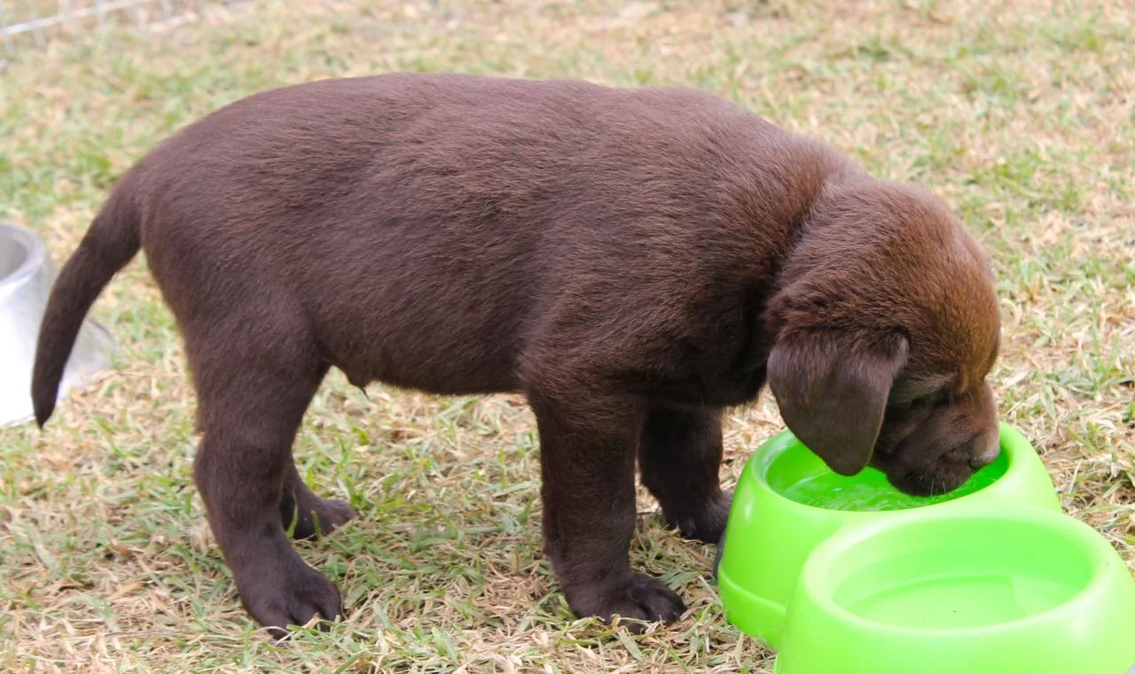 fat chocolate lab puppies