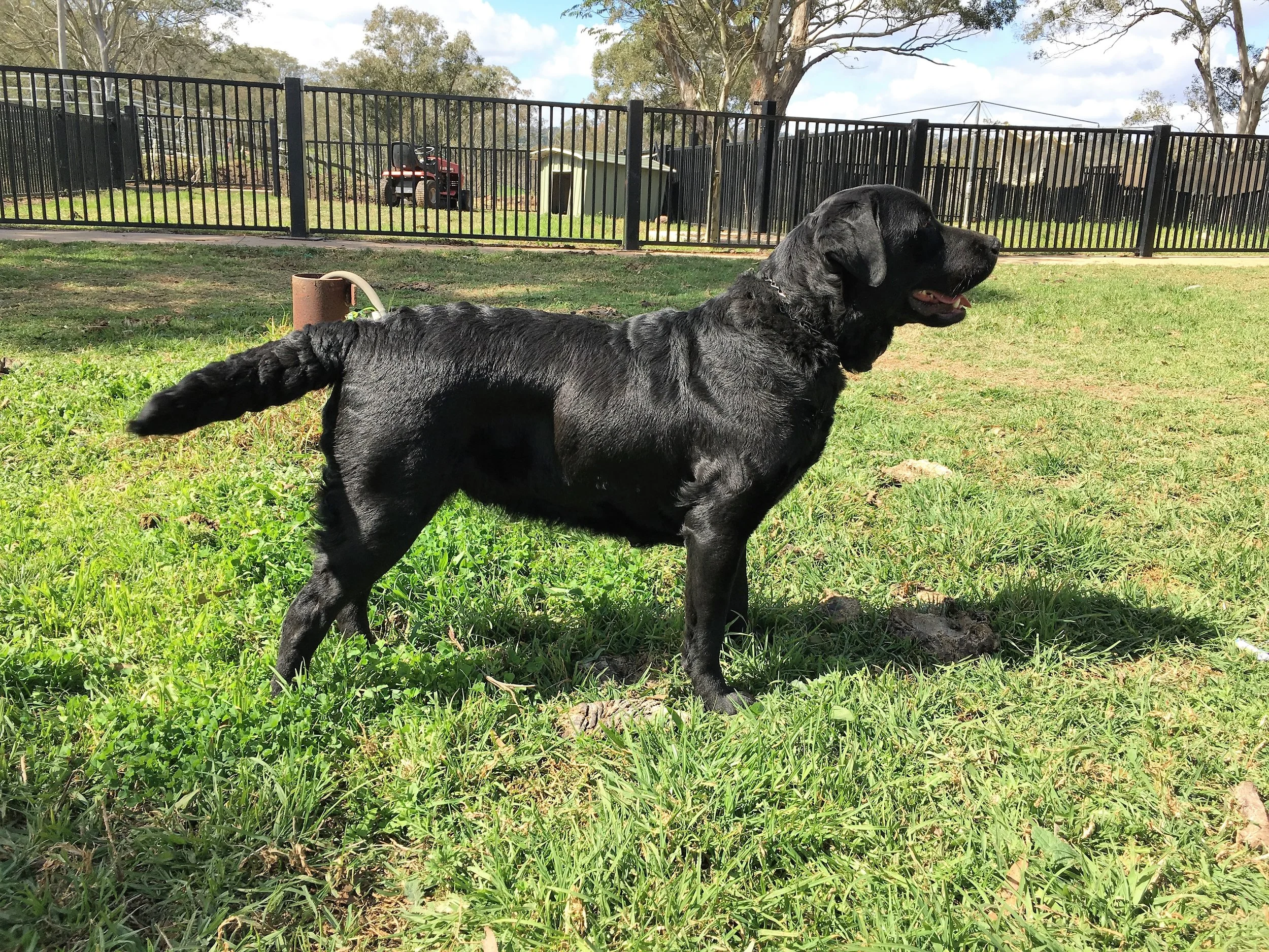 EBONY has been rehomed after producing 3 litters of chocolate and black labraor puppies