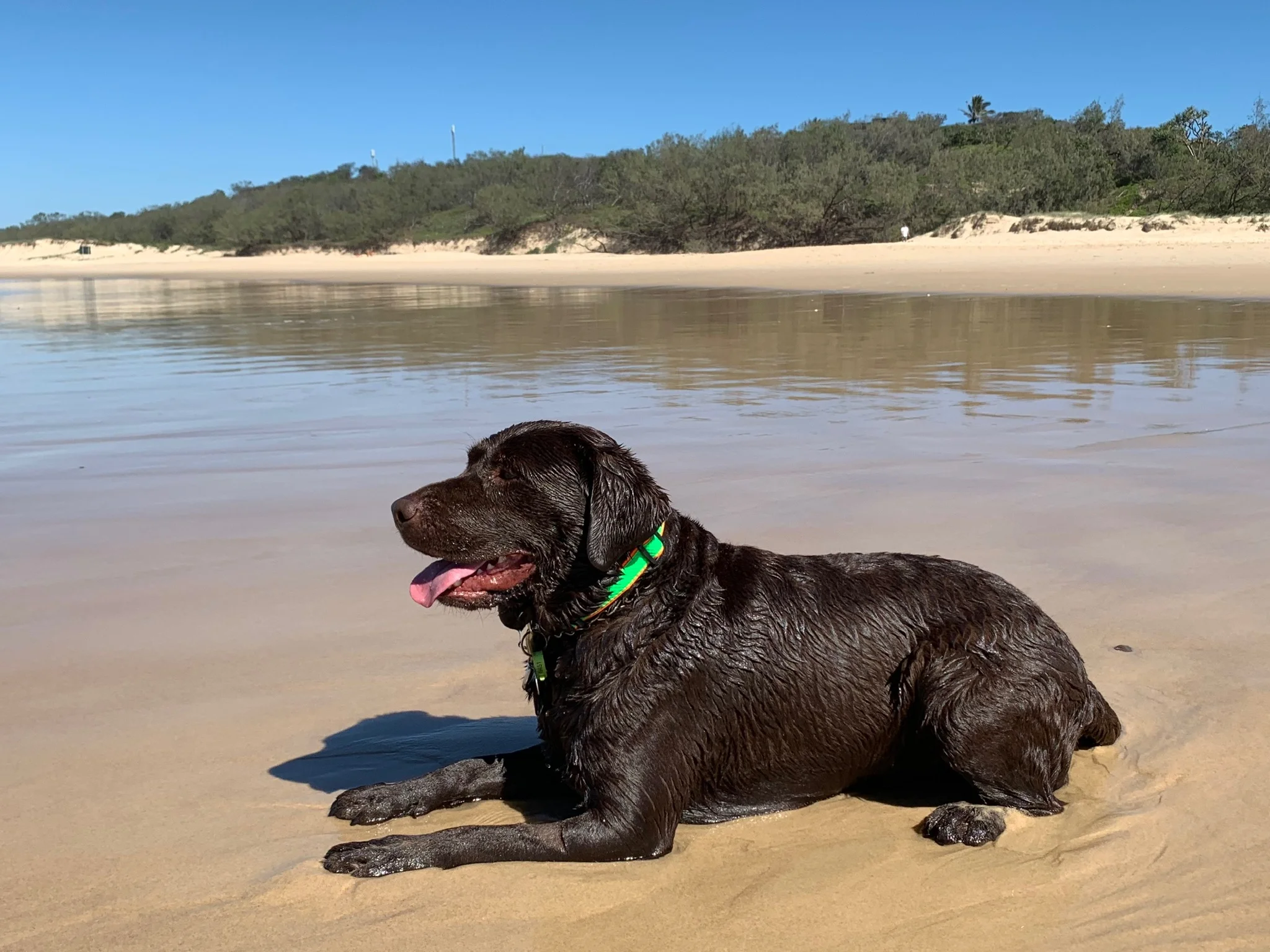 Samson loves Sunrise Beach,…like all chocolate labradors.