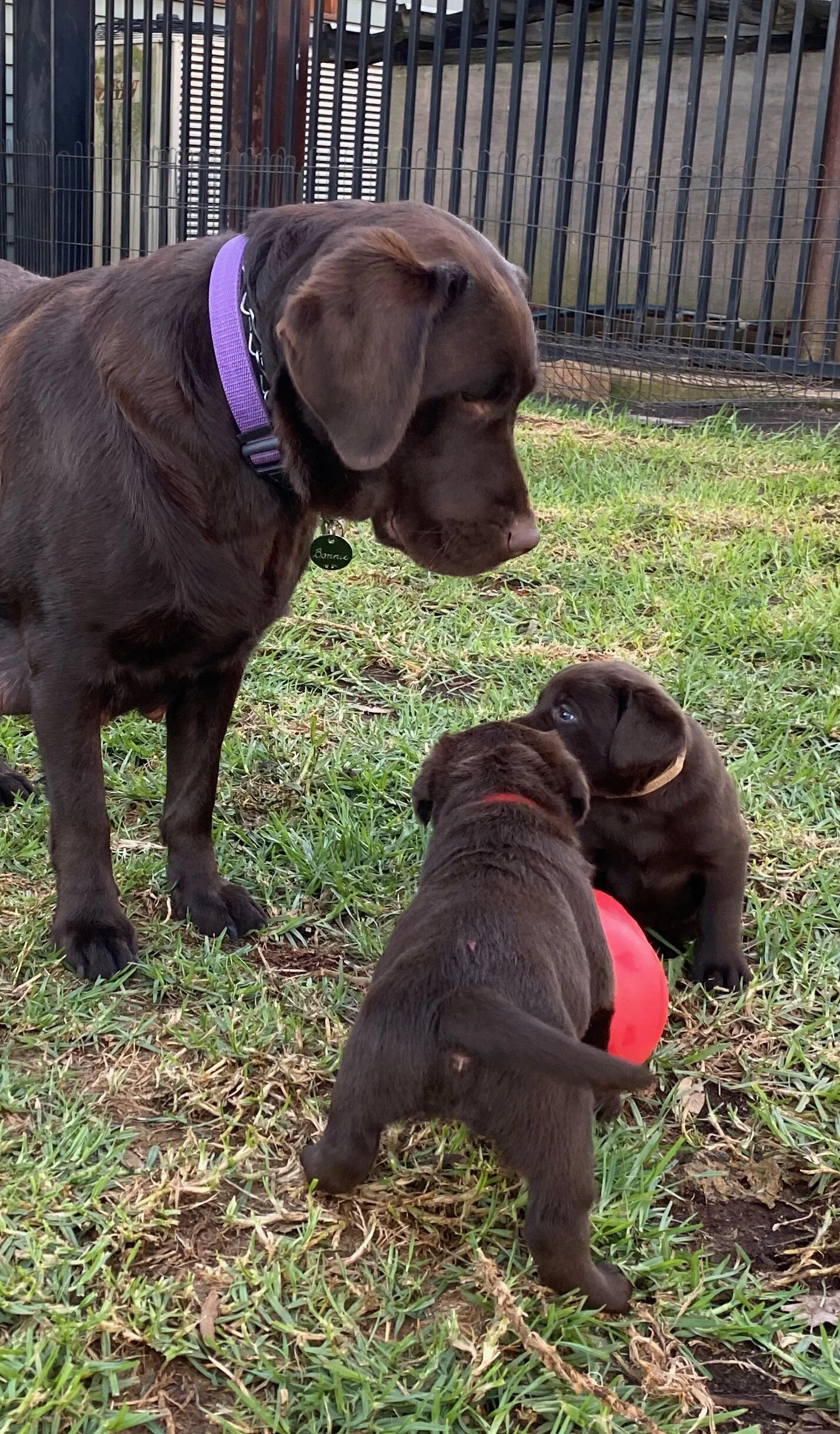 Bonnie HeaderIMG_0210.jpeg