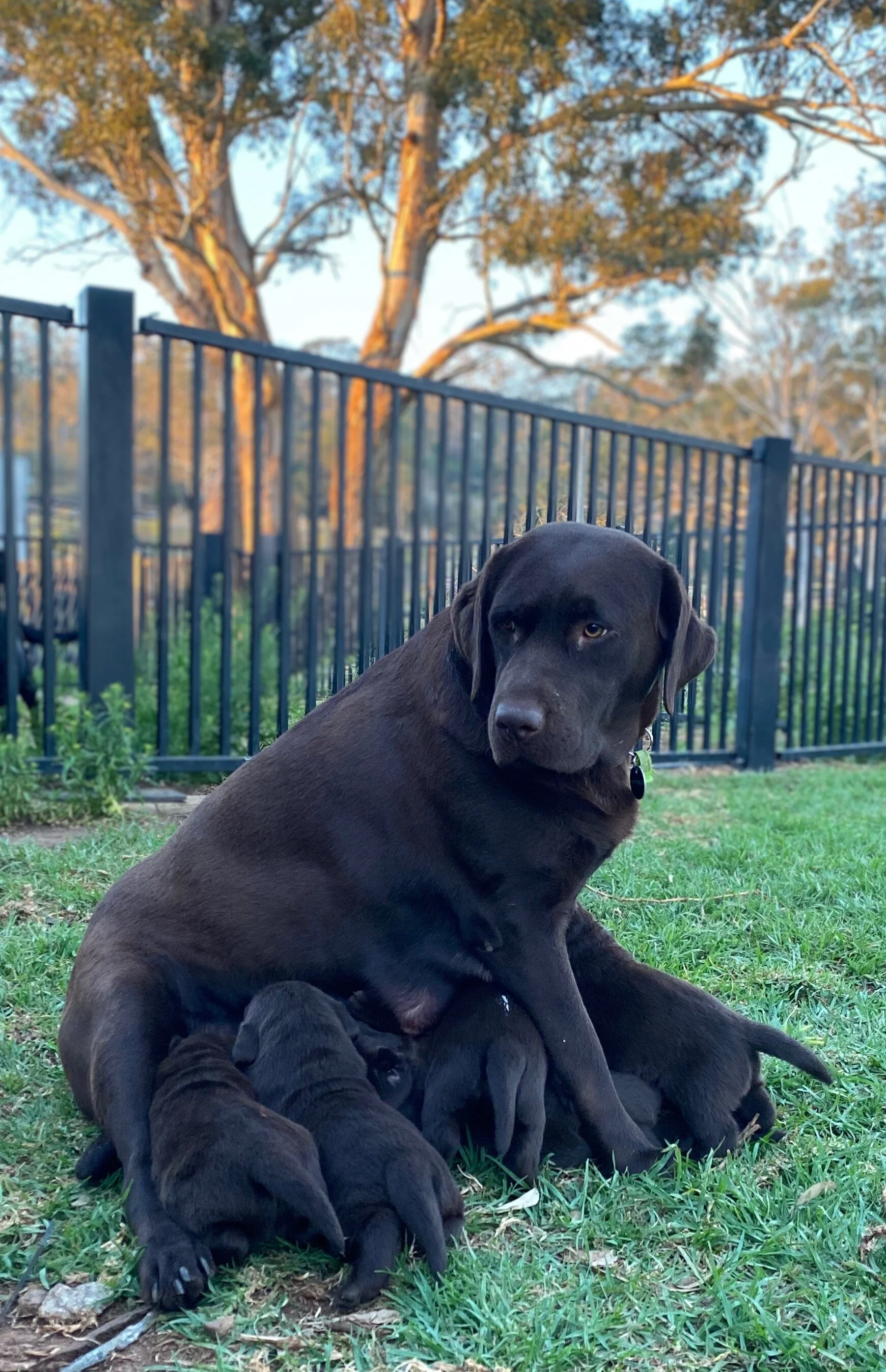 Coco Heading with litterIMG_0707.jpeg