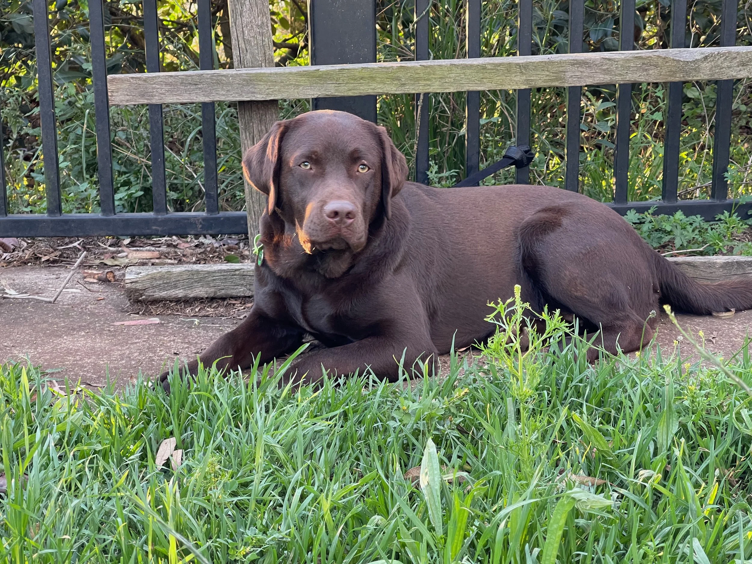 Hildie FAVORITE IMG_4331.jpeg