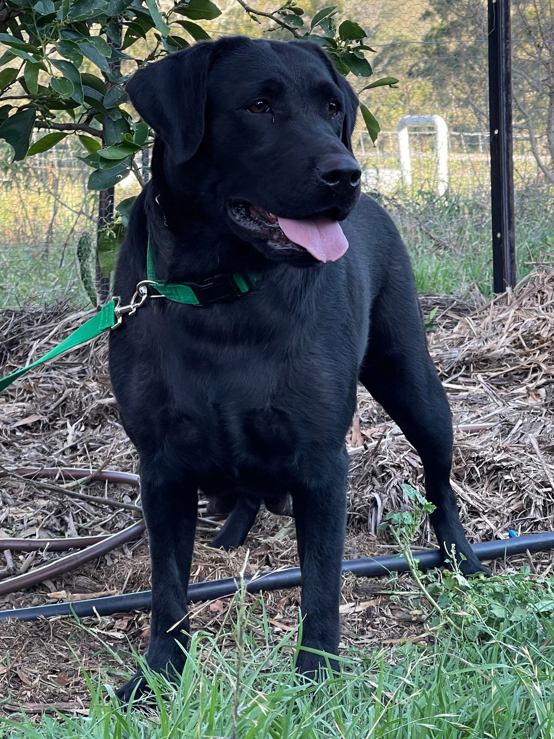 Niki  Banner FAVORITE IMG_4223.jpeg