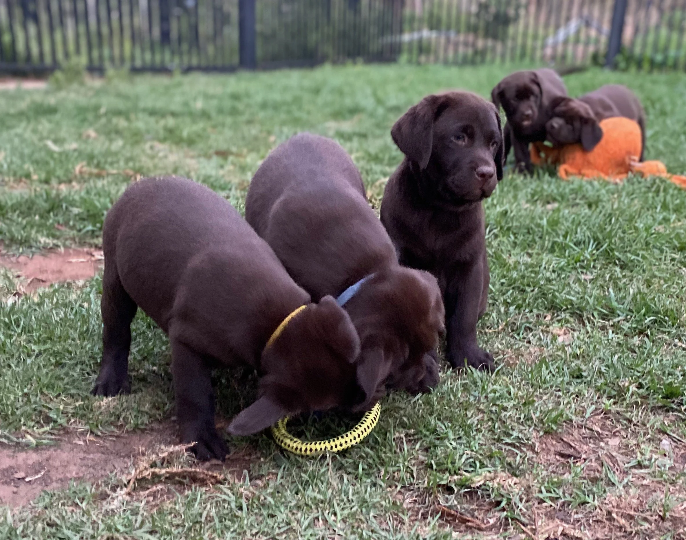 niki_puppies_IMG_1005.jpeg