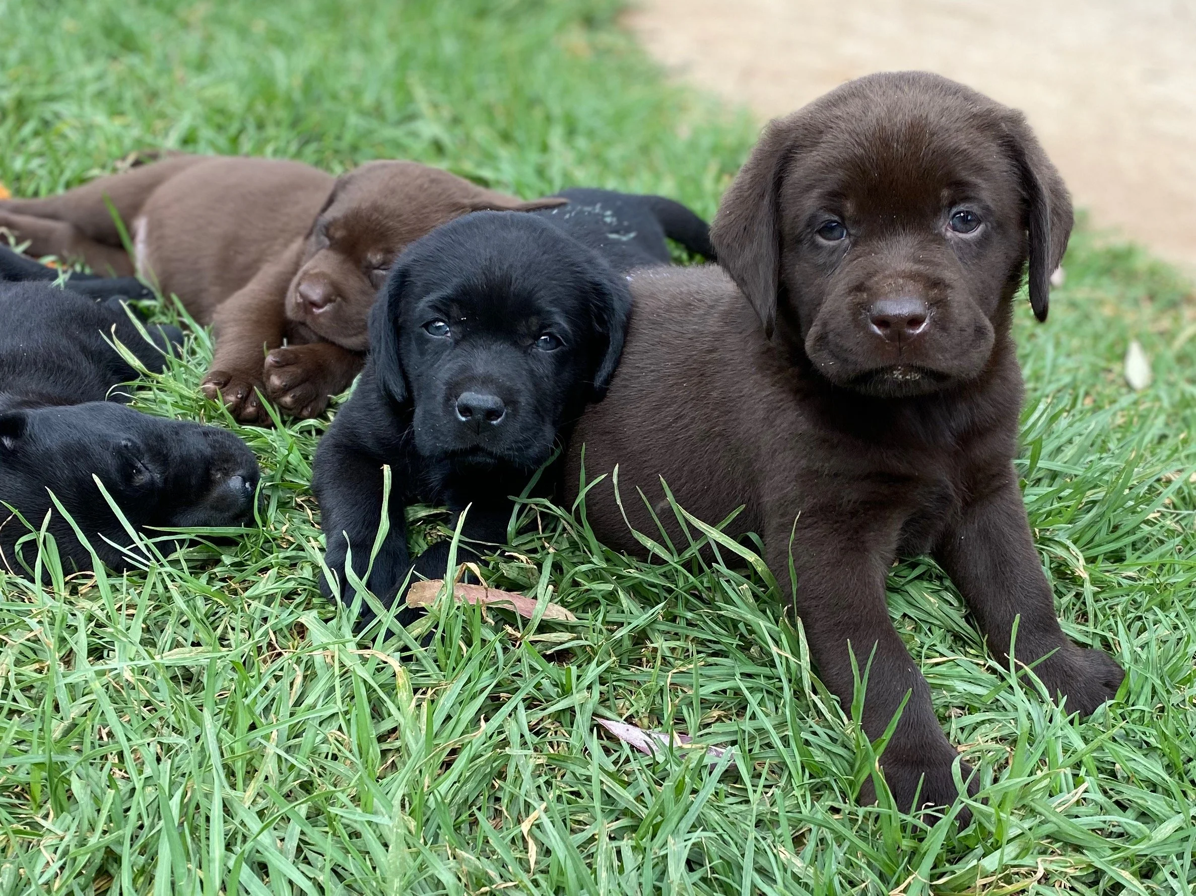 niki_pups_IMG_1234.jpeg