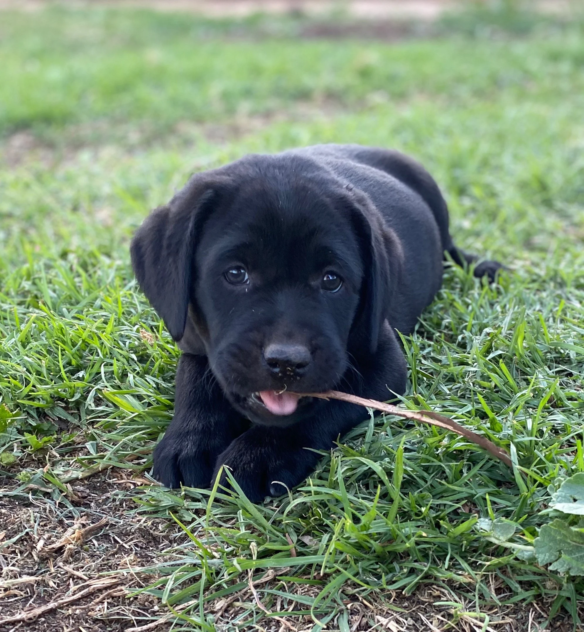 niki_pups_IMG_1291.jpeg