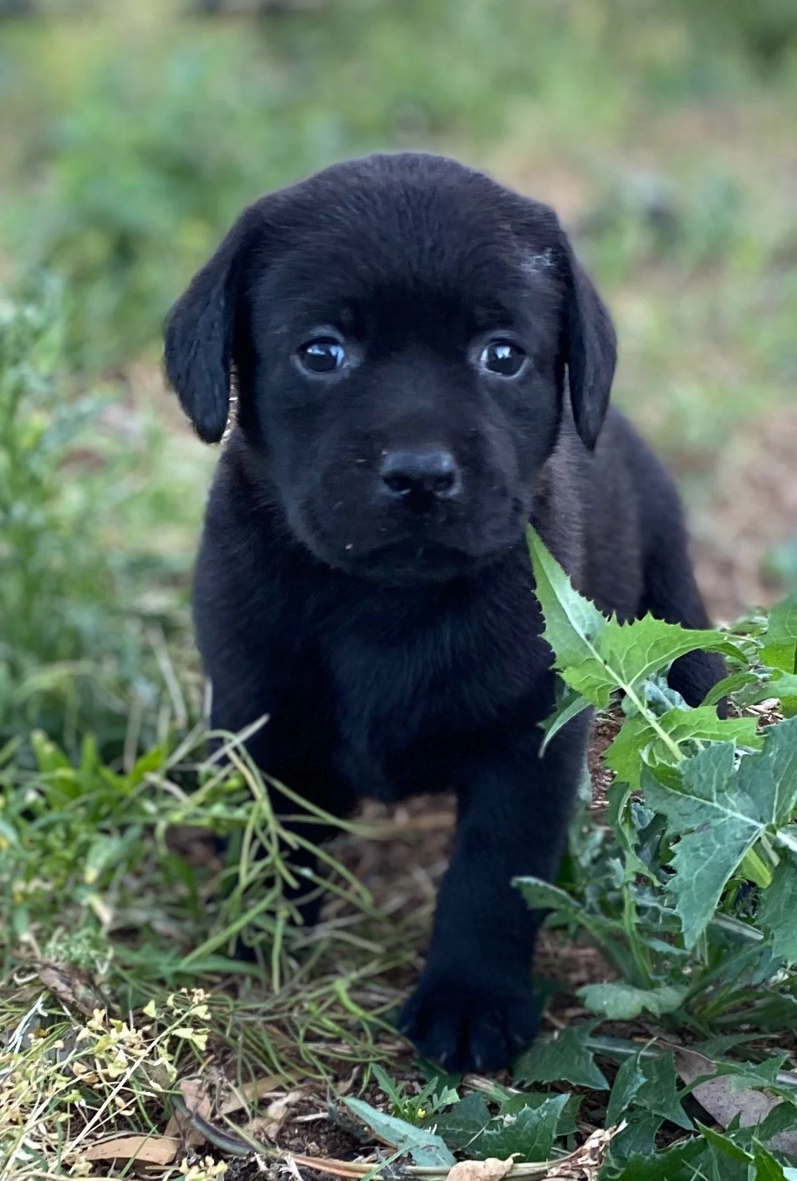 nikis_puppy_IMG_1027.jpeg