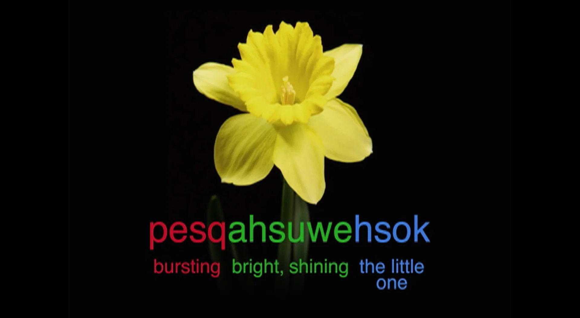 Passamaquoddy word for “ flower ”