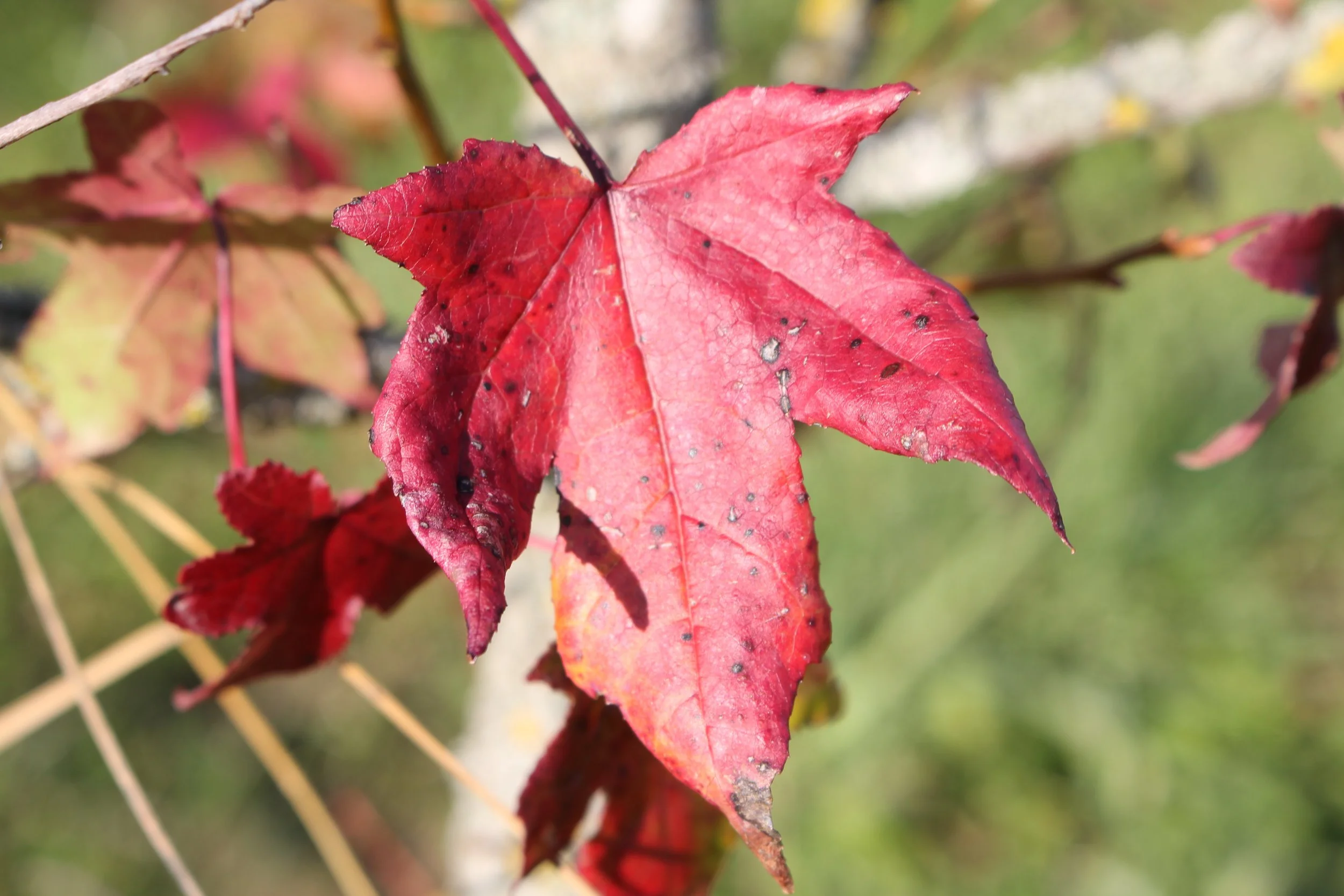 Autumn colors