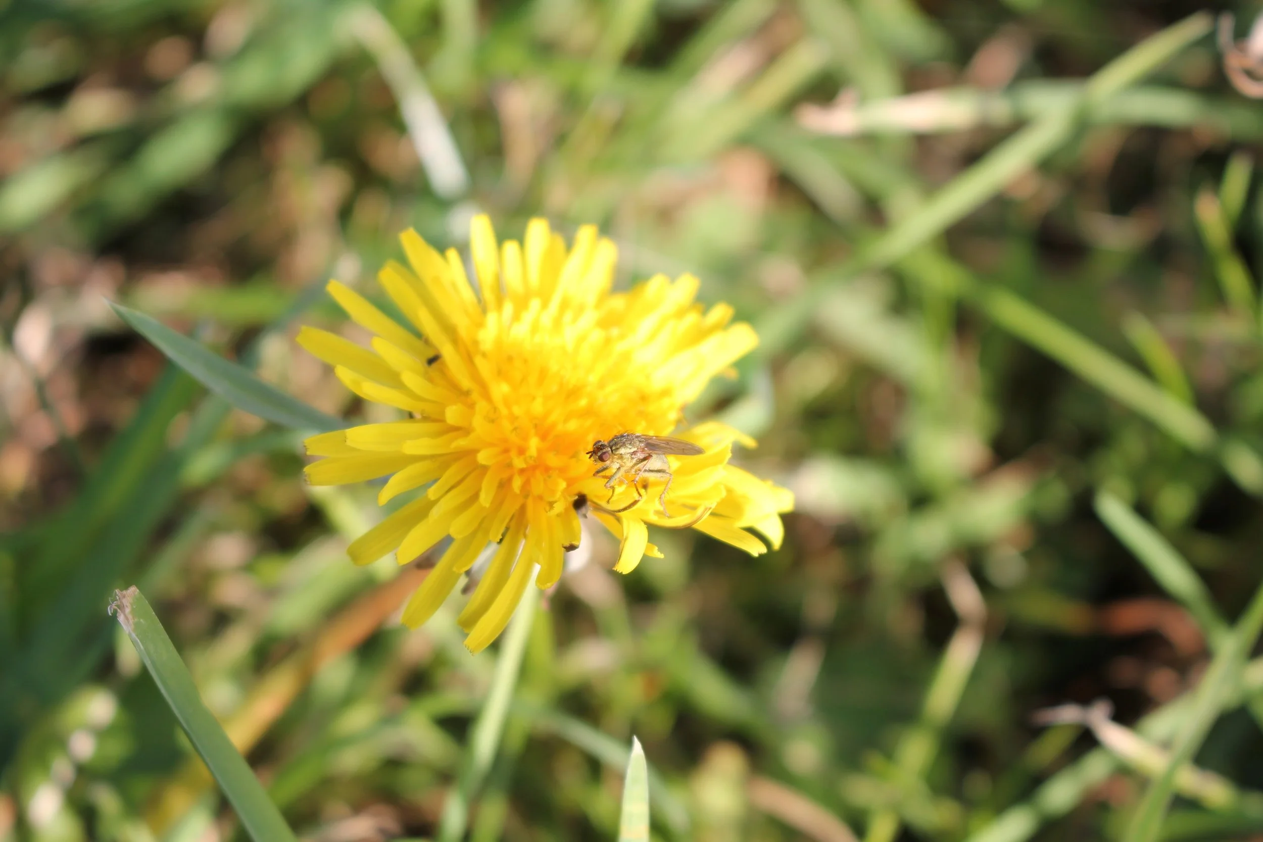 Chasing insects