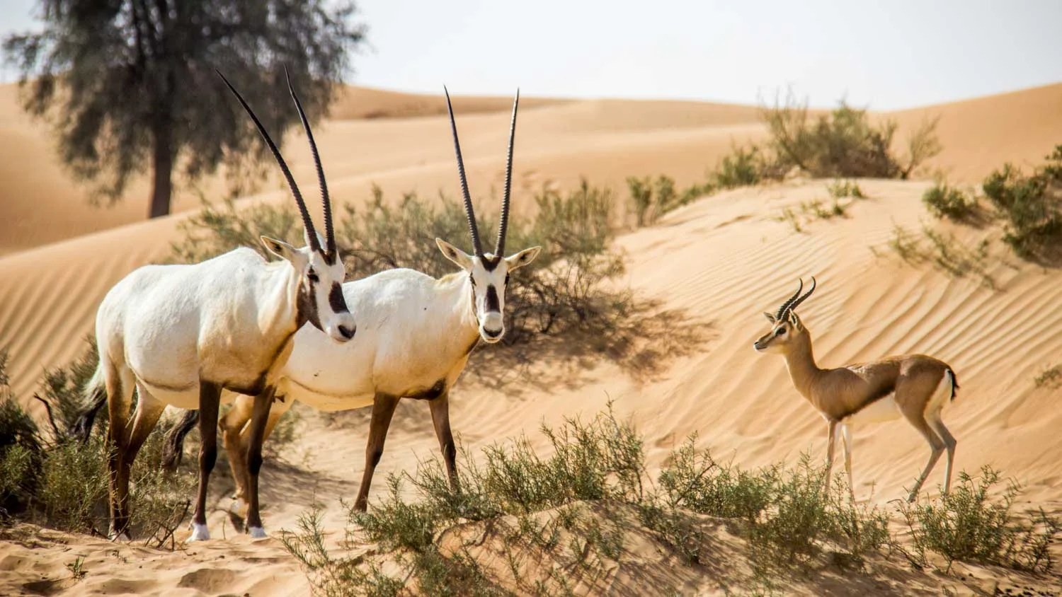 Arabian Oryx and Sand Gazelle in the Dubai Desert Conservation Reserve