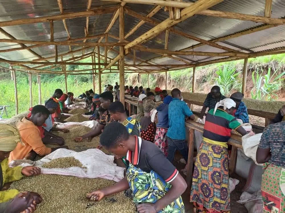 Coffee sorting at Izuba.jpg