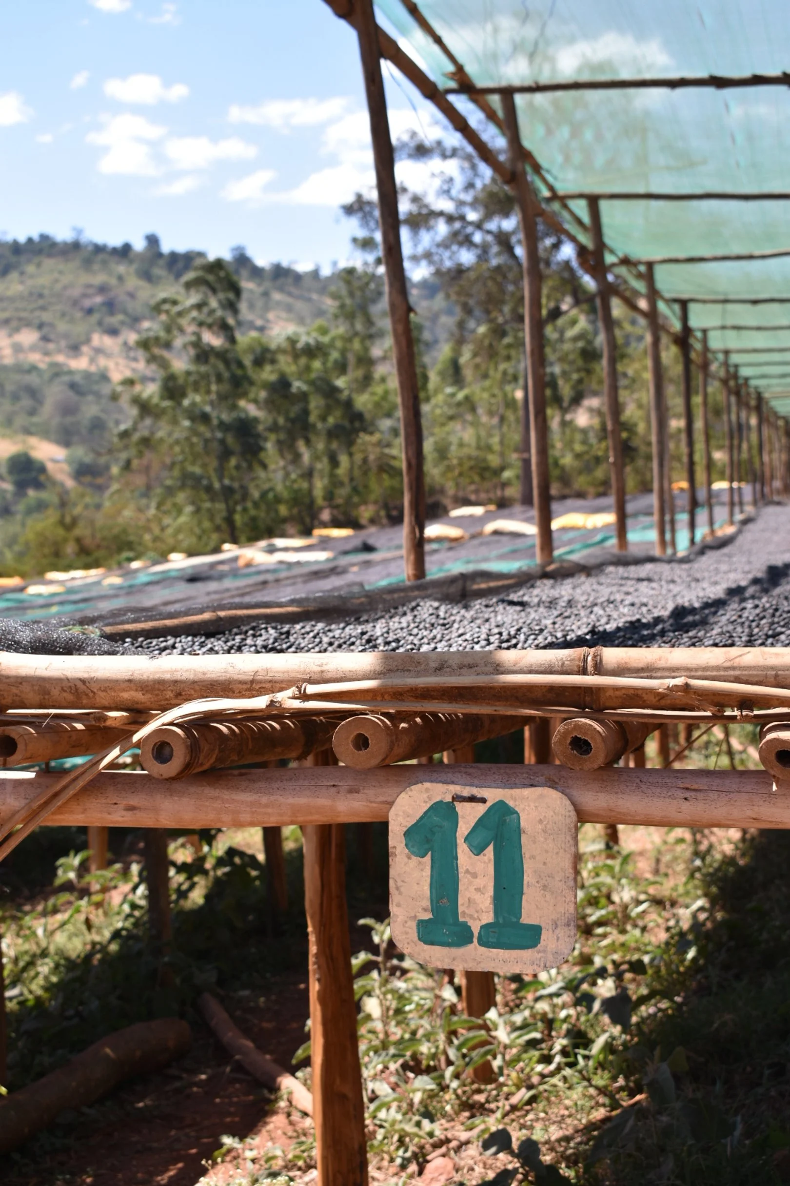 FEATURE FILTER | Bette Buna Megadu Anaerobic 96 | Ethiopia