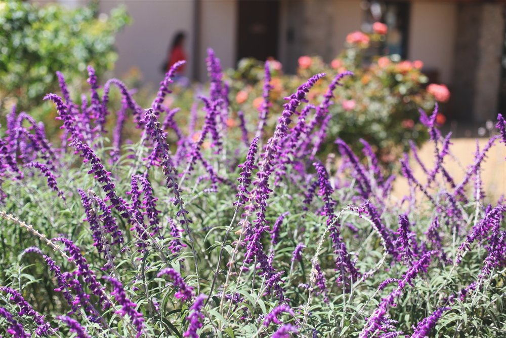 The Mission of San Juan Capistrano, California