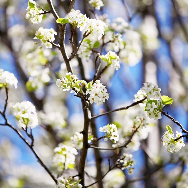 It really amazes me that this is happening!Our weather feels like it is resisting the change to spring every day!
Today we had a blue sky, which makes the perfect backdrop for these blossoms. 
A blue sky is never wasted on me.