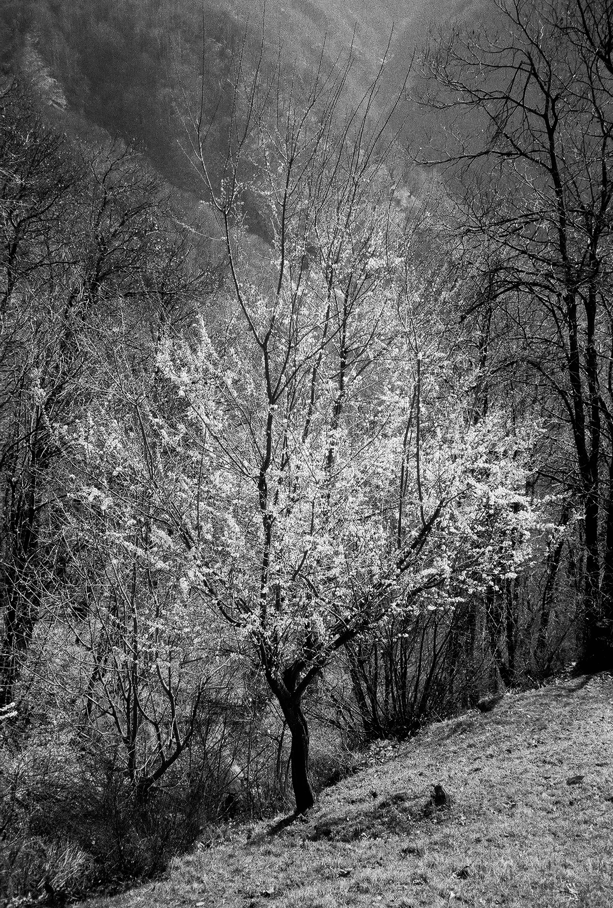 aus der Serie "Dall'Alto" ab 2016