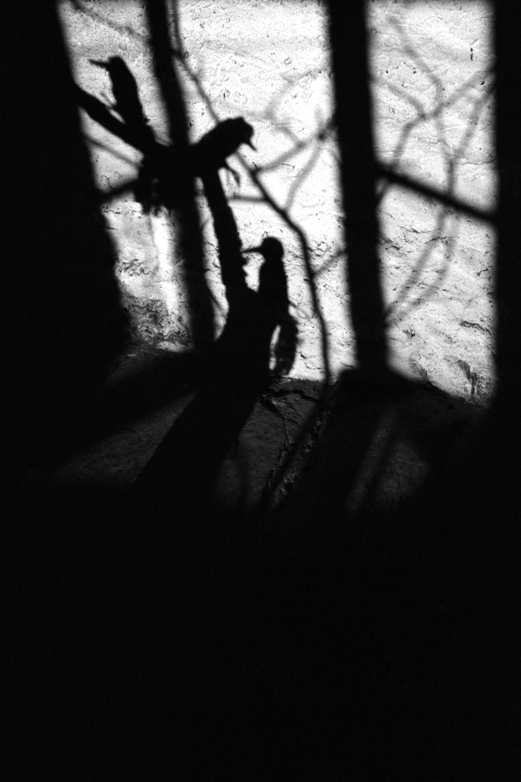 Vögel-durch-Fenster_web.jpg