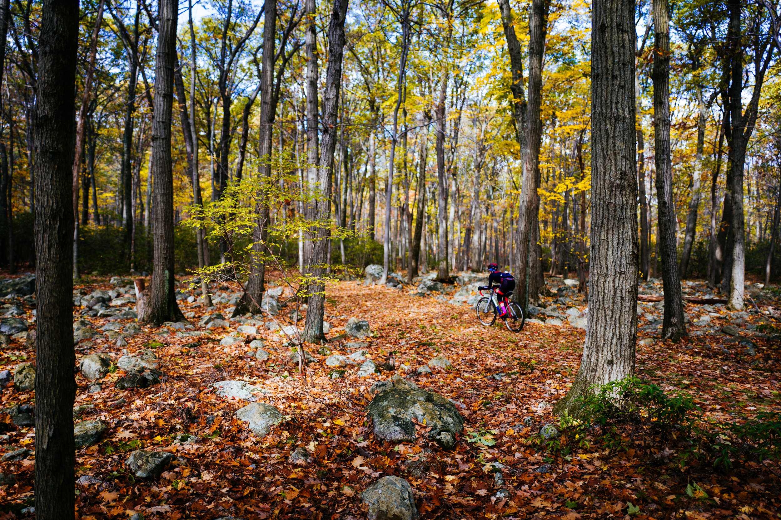 Photo Rhetoric - Fall Foliage-1000.jpg