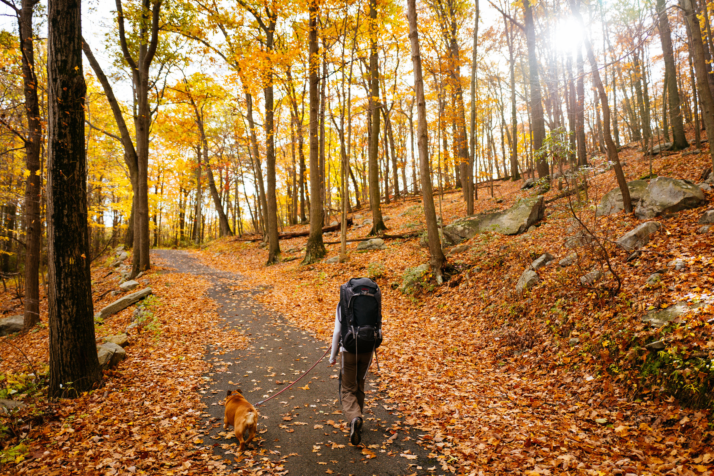 Photo Rhetoric - Fall Foliage-1031.jpg