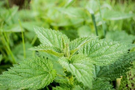 Nettle