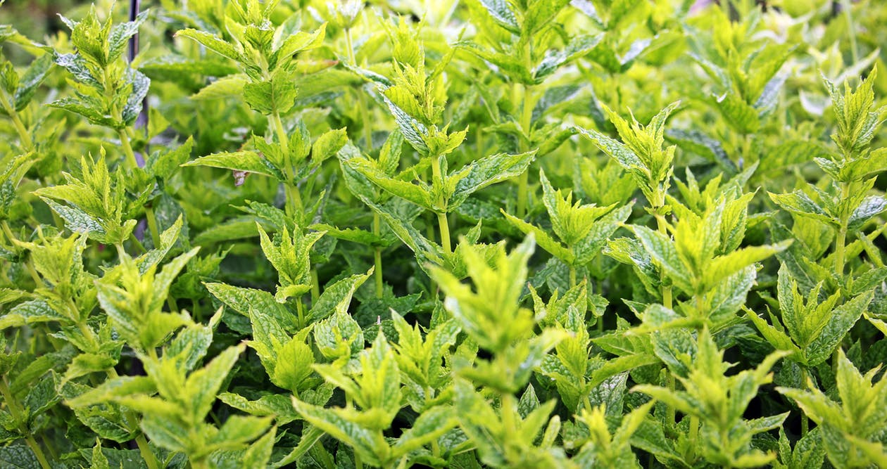 Peppermint