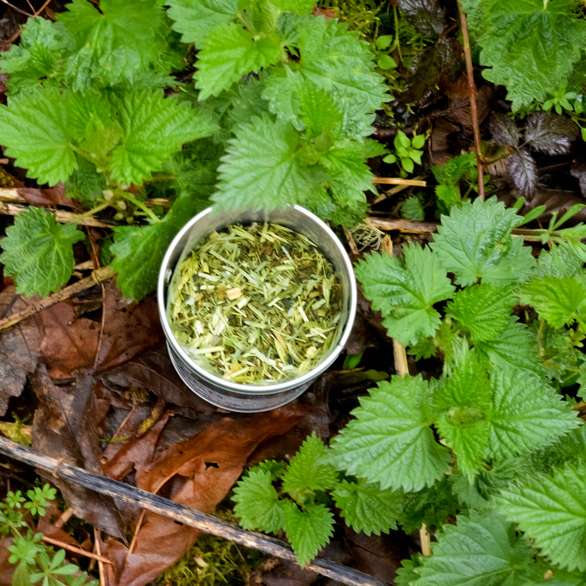 nettle_tea_001-2.jpg