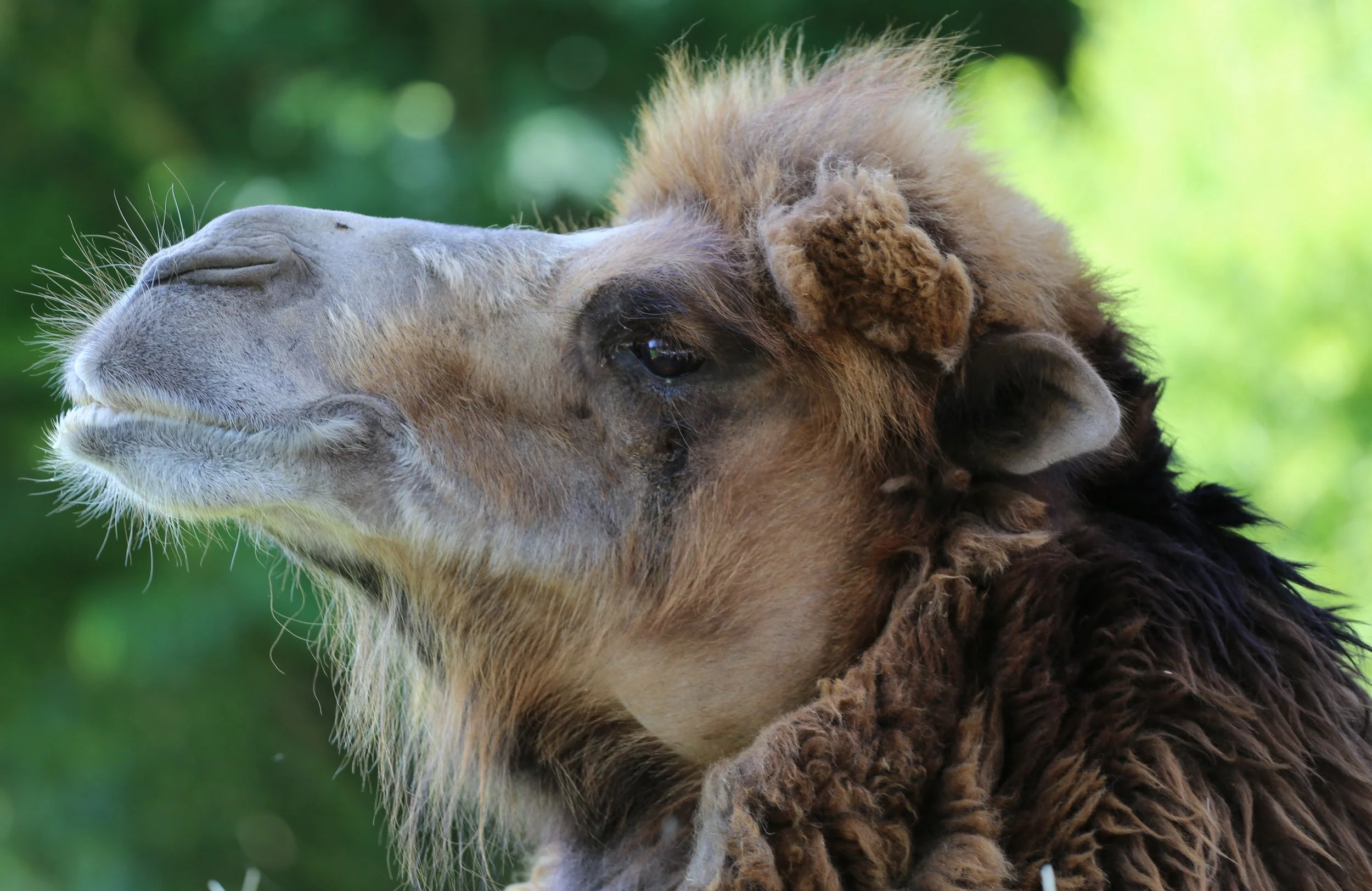 Camel.jpg