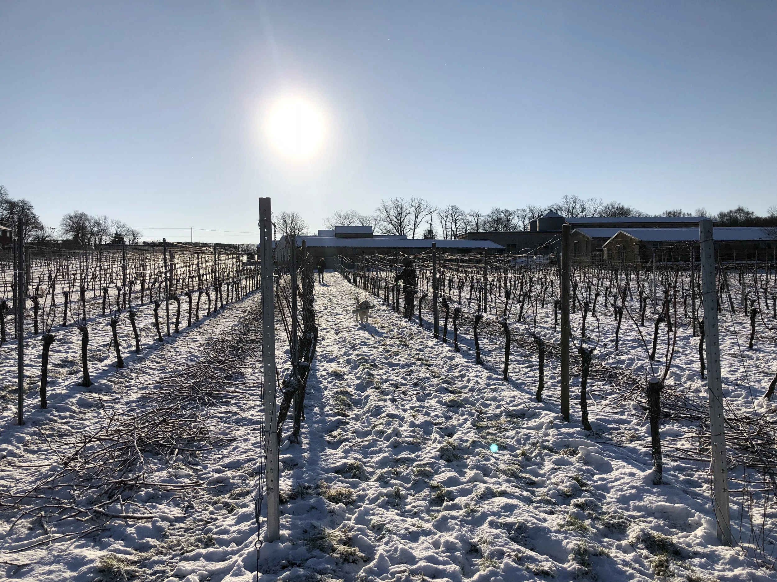 Snow day at the Vineyard