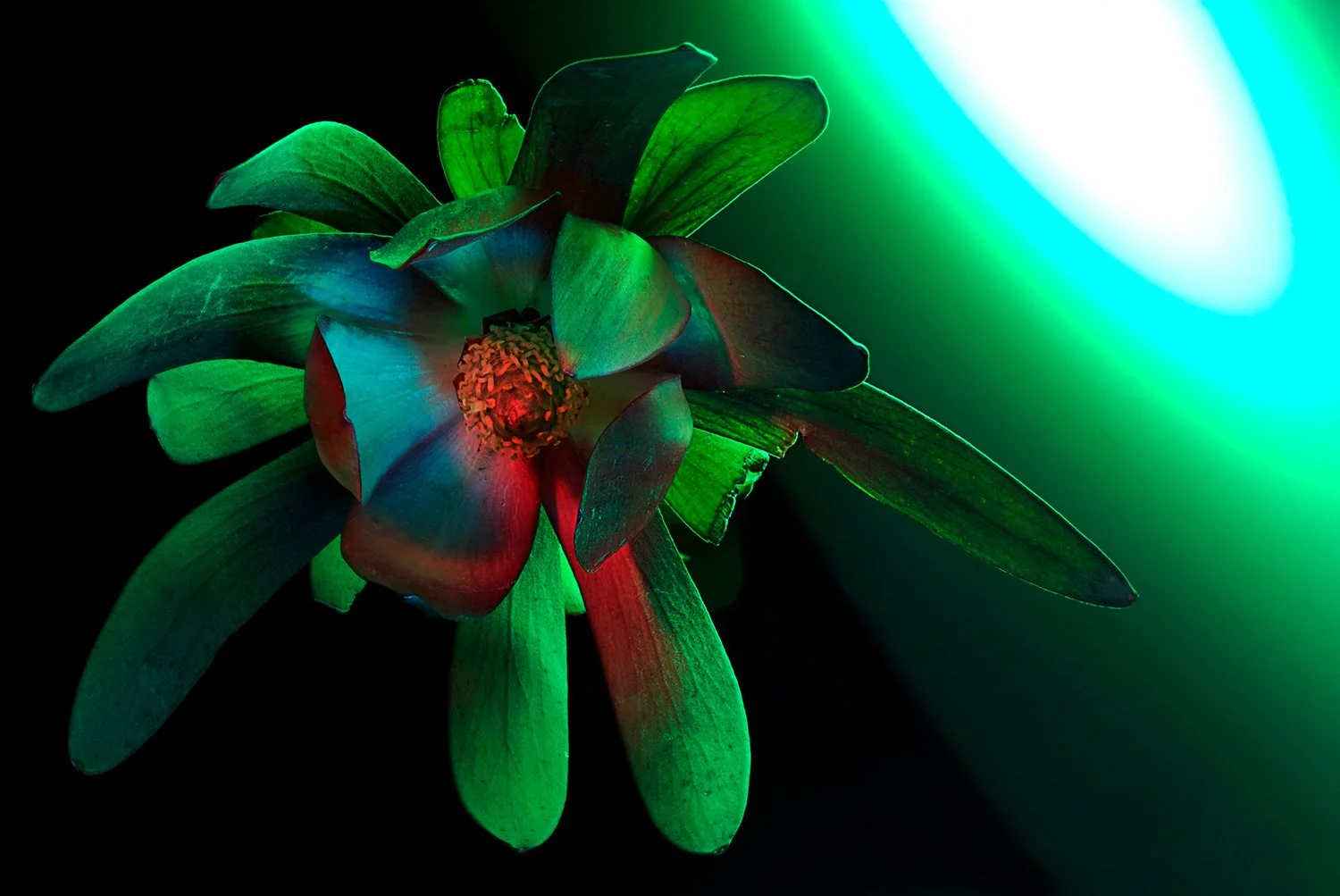 2_1_leucadendron-salignum.jpg