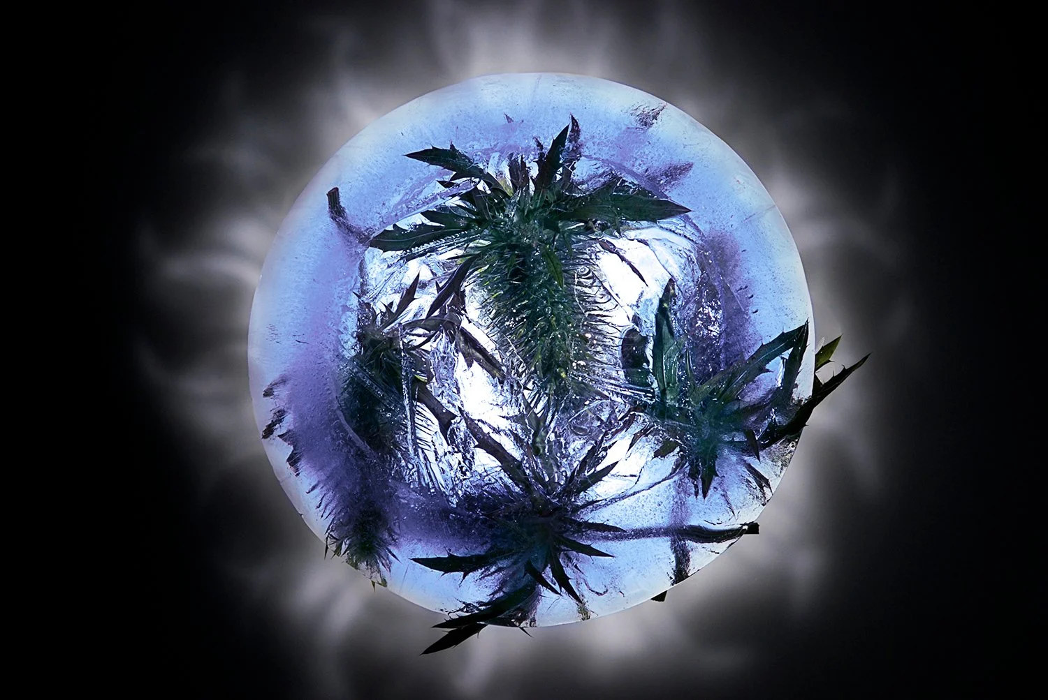 16_eryngium_giganteum1_DSC_0234-copy.jpg