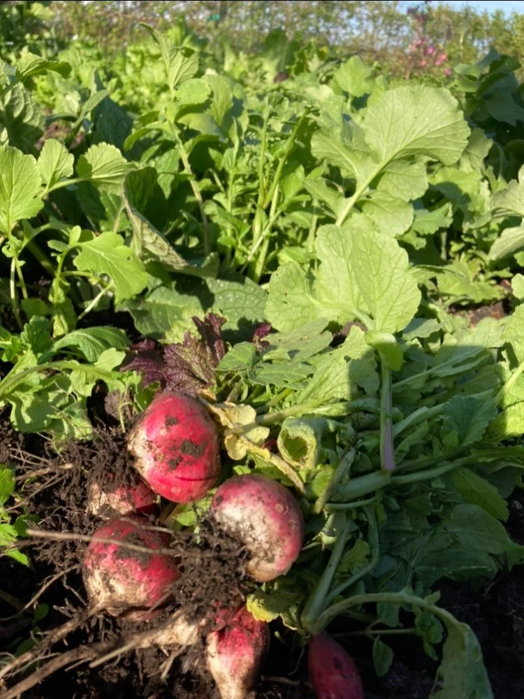 We planted some seeds including ravishing radishes!!! 🫜 I love these china pink roots contrasted with fresh spring green leaves.
Here&rsquo;s an earlier piece when I used less green in my artwork drawing attention to the line drawing and roots. This