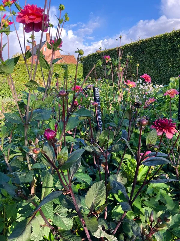 yvog dahlias.jpg