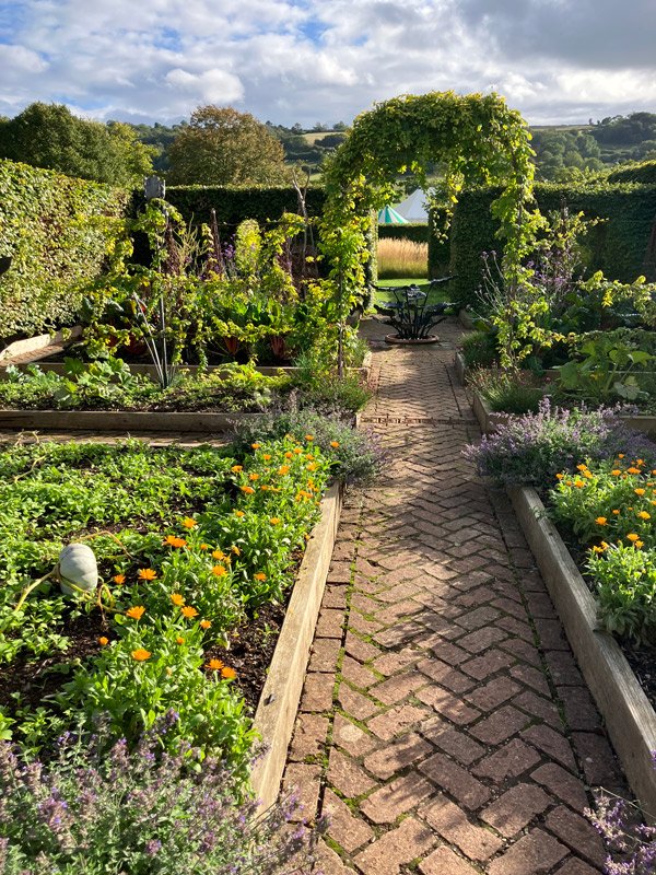Yvog veg patch web.jpg