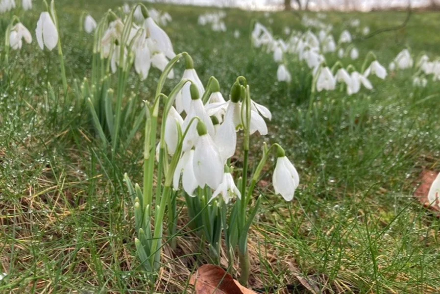 7:Snowdrops.jpg