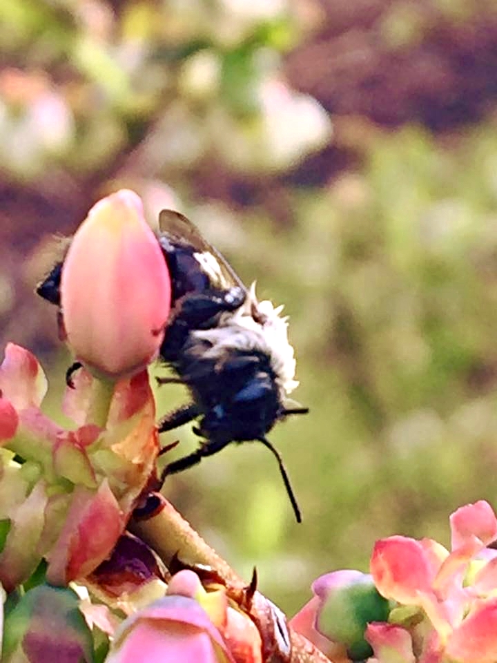 Bee Photo 2.jpg