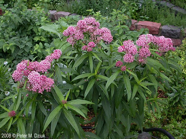 Holmes SWCD will serve as a collection point for milkweed pods from both common & swamp (pictured above) milkweed in an effort to enhance habitat for monarch butterflies.