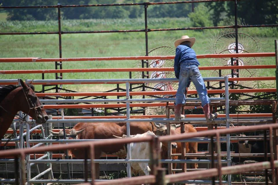My oldest son spends his summers learning the value of hard work sorting cattle for my family's rodeo stock contracting company. He thinks he's earning money; I think he's learning the value of hard work and a sense of accomplishment.