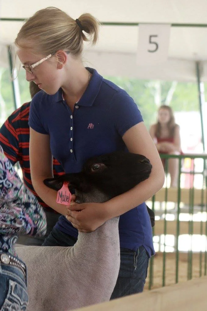 Here's my oldest showing her ewe lamb Mabel at the county fair last year. She just owns one ewe herself, but she took both of that ewe's lambs to the county fair last year as a ewe lamb and a market lamb. She may not have won her classes, but she placed well and had a huge sense of accomplishment on raising the lambs herself.