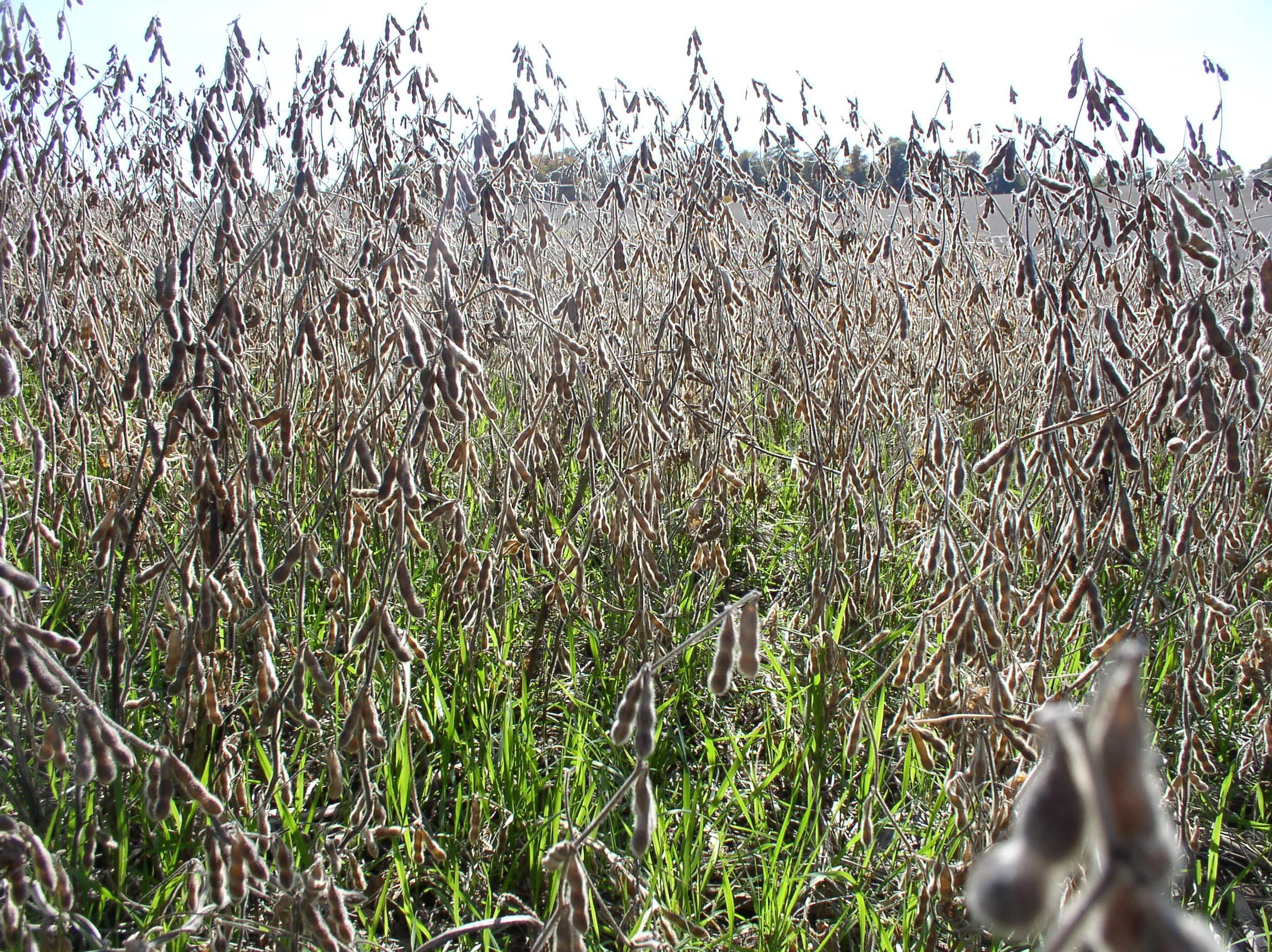 These are some pretty cool beans - mainly (in my opinion) because they are full of cover crops.