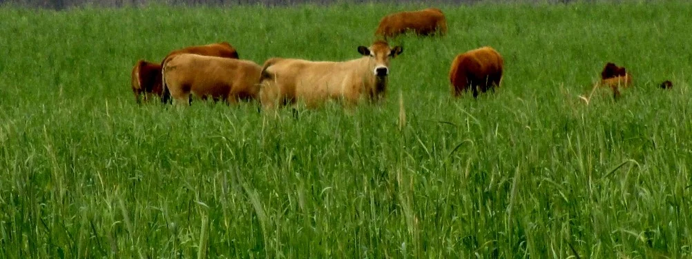 Winter-Forage-Grazing.jpg